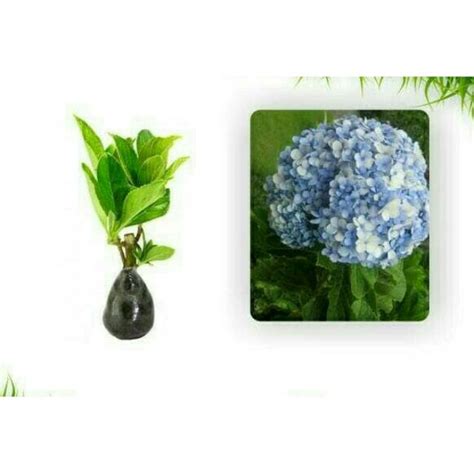 Jual Bibut Tanaman Hias Bunga Hydrangea Biru Bunga Hortensia Shopee