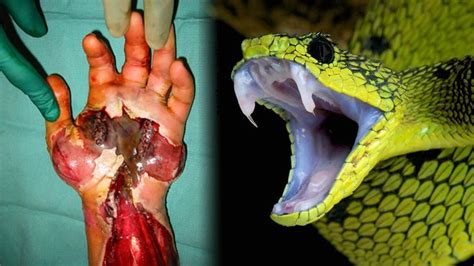 Las 10 Serpientes Más Venenosas Del Mundo Serpientes venenosas