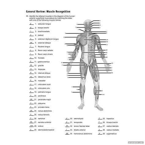 Printable Worksheets Muscle Anatomy Anatomy Worksheets