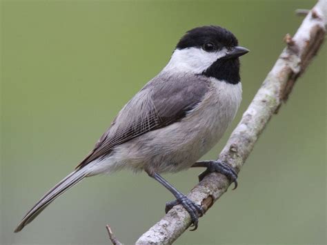 Popular Backyard Birds Of West Virginia With Pictures Birdwatching Tips