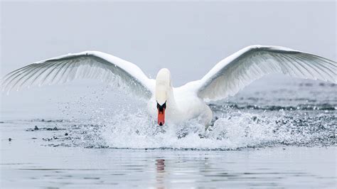 Beautiful Swan Spreading Wings Photograph By Raffi Maghdessian