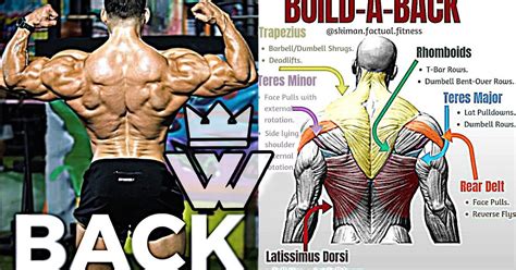 How To Exercise To Build Big Back Muscles Bodydulding