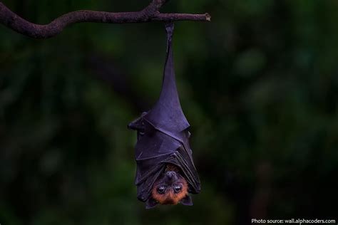 Interesting Facts About Flying Foxes Just Fun Facts
