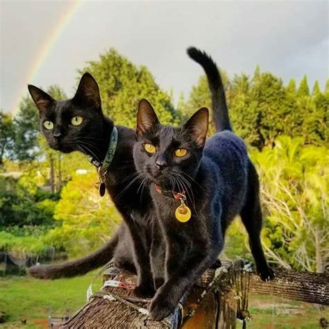 Black Cats Lovers Blackcatslovers • Instagram Photos And Videos