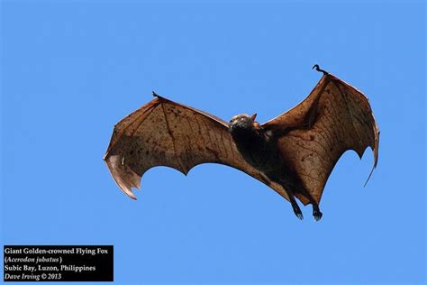 It is one of the planet's largest bat species, with a wingspan up to 5 feet 6 inches long and a weight of up to 2.6 pounds. Giant Golden-crowned Flying Fox (Acerodon jubatus ...