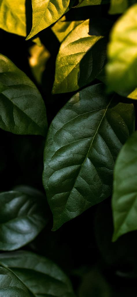 Leaf Iphone X Wallpapers Free Download