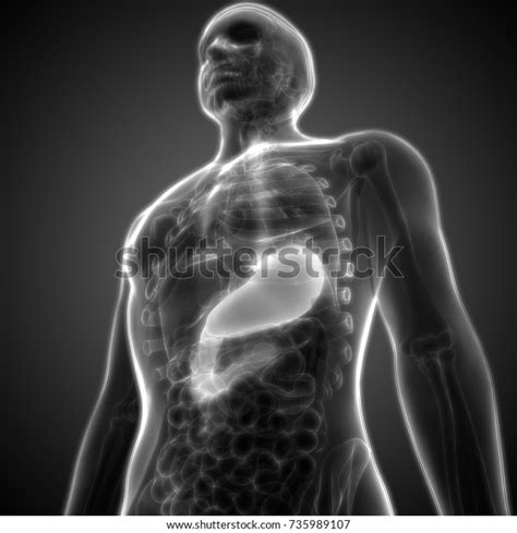 Human Digestive System Stomach Anatomy 3d Stock Illustration 735989107