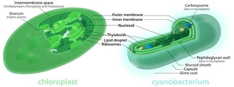 Endosymbiotic Origin