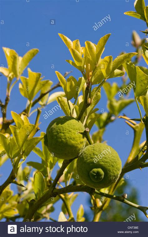 trifoliate orange (Poncirus trifoliata), fruits Stock Photo - Alamy