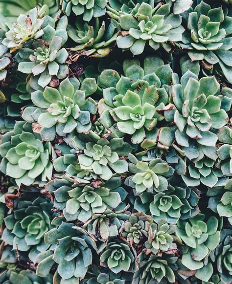 Green Succulent Plant Photo Free Image On Unsplash