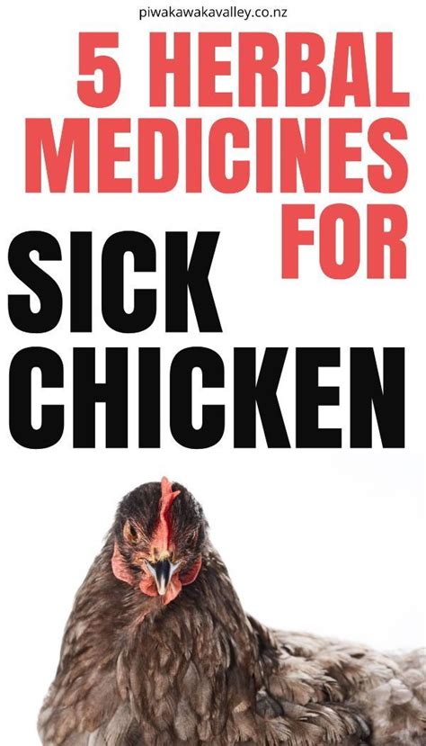 5 Herbal Medicines For Chicken Illnesses Natural Remedies For Poultry