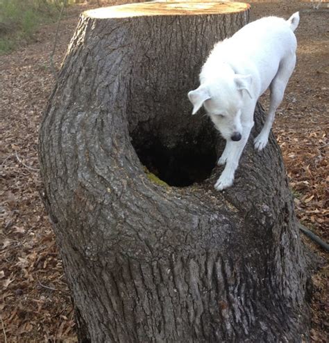 Dog On Tree Salty Paws