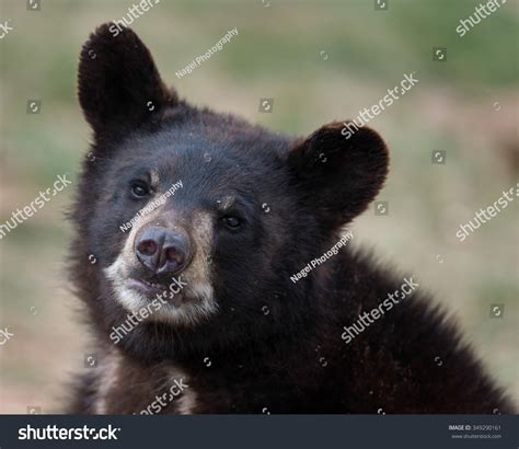 Black Bear Cub Ursus Americanus Portrait Stock Photo 349290161