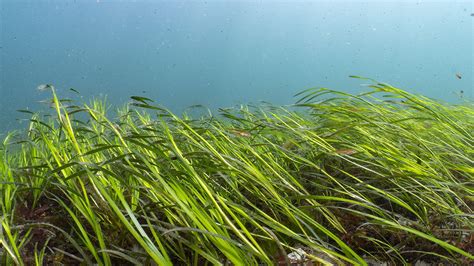 Making Seagrass Visible Ocean Conservation Trust