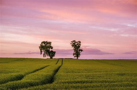 field, Trees, Sunset, Landscape Wallpapers HD / Desktop ...