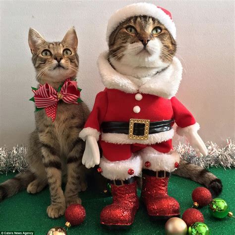 Cats In Christmas Outfits