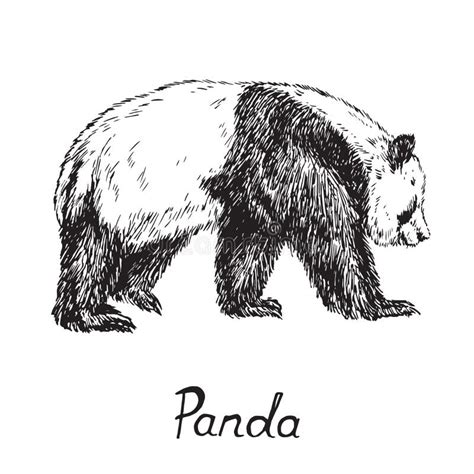 Giant Panda Standing Hand Drawn Doodle Sketch With Inscription Stock