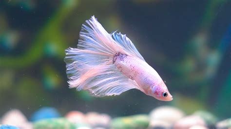 Do Betta Fish Change Color 4 Most Common Reasons