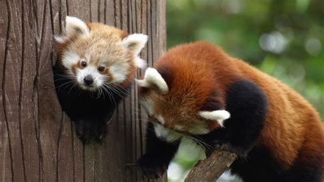 Red Panda Hugs Her Cub Tightly In Cute Photos Mirror Online