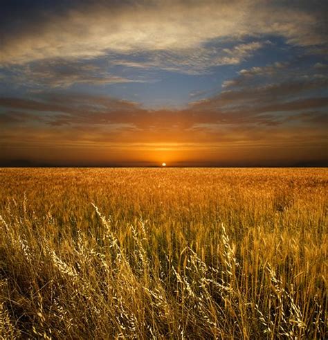 A Golden Wheat Field Beneath A Brilliant Sunset Sky Sunset Sky