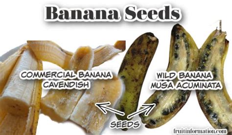 Do Bananas Have Seeds Can You Grow Them From Seeds
