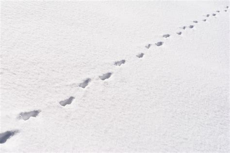 Wer im winter draussen unterwegs ist, hat gute chancen auf tierspuren im frischen schnee zu stossen. Tierspuren im Schnee » Wer stapft hier durch den Winter?