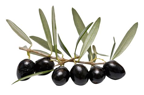 Download Olive With Leaves Png Image For Free