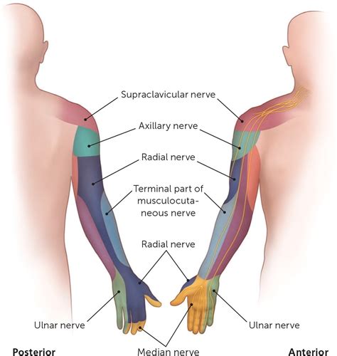 Ulnar Nerve Dermatome Injury Dermatomes Chart And Map