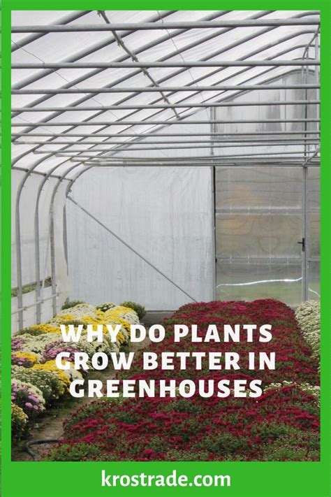 Why Do Plants Grow Better In Greenhouses Greenhouse Plant Growing