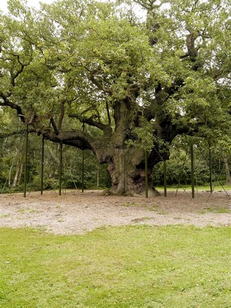 The Major Oak Sherwood Forest © David Dixon Geograph Britain And