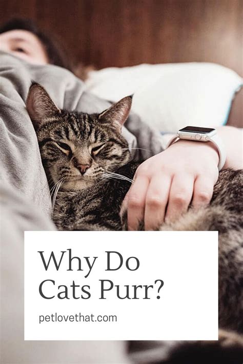 Homeowners reported that cats were three times more likely to threaten their canine housemates than vice versa, and 10 times more likely to injure them in a fight. Cats are very different. They are not like dogs but have ...
