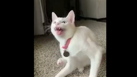 funny cat singing cute cat singing top video youtube