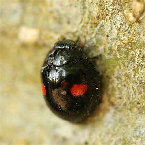 Black Lady Beetle With Two Red Spots Chilocorus Bugguidenet