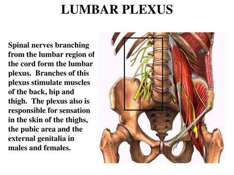 Ppt Lumbar And Sacral Plexuses Powerpoint Presentation Free Download