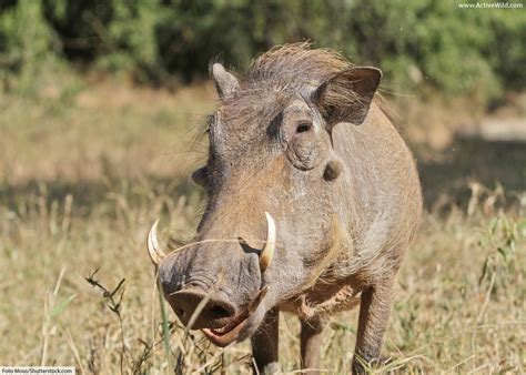 Common Warthog Facts Pictures Video And In Depth Information