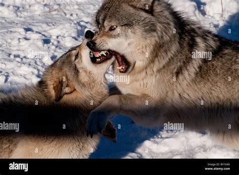 Two Fighting Wolves Stock Photos And Two Fighting Wolves Stock Images Alamy
