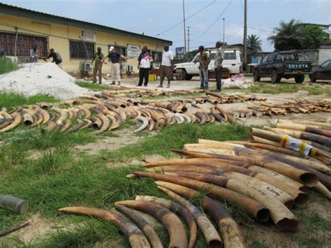 Gabon Record Seizure Of Ivory Medafrica Times