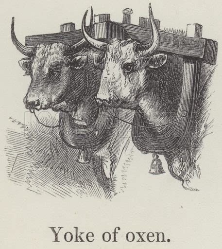 Yoke Of Oxen Stock Image Look And Learn