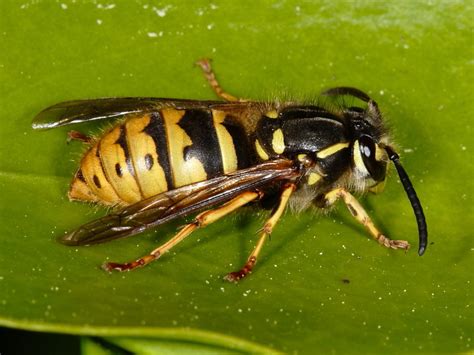Common British Wasps Wildlife Insight