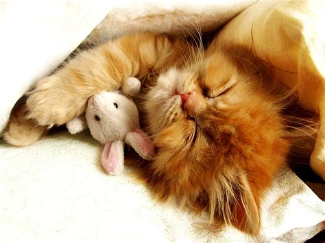 Cat Cute Hugging Sleeping The Best Place To Enjoy Your Lovely Desktop