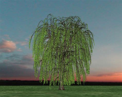 Small Garden Design Weeping Willow Tree Weeping Willow The Perfect