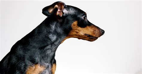 Alopecia In Dogs Everything You Need To Know — Pumpkin®