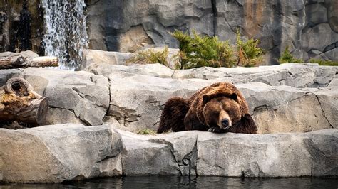 Wallpaper Waterfall Animals Nature Wildlife Bears Zoo