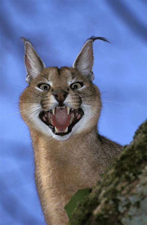 Caracal Caracal Caracal Adult Snarling In Defensief Posture Stock
