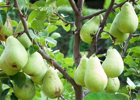 10 Best Fruit Trees To Grow In New Hampshire 2022 Guide In 2022