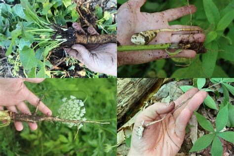 20 Wild Edible Roots Tubers And Bulbs