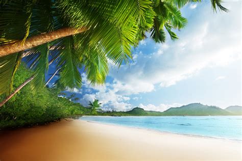 hd wallpaper tropical paradise sunshine beach coast sea sky blue emerald ocean palm summer sand