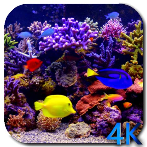 .it will make your android home screen look awesome bt it may. Aquarium 4K video live wallpaper: Amazon.de: Apps für Android