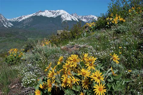 Colorado Rocky Mountain Spring Wildflower Landscape
