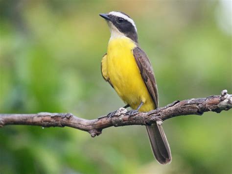 New Bird Species Spotted In Northern Argentina — Mercopress